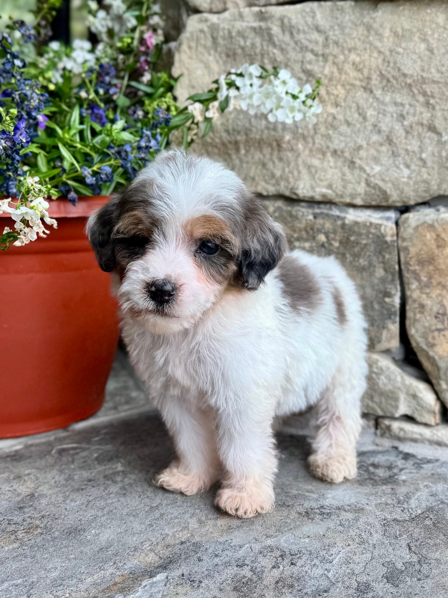 F1B Mini/ Medium Bernedoodle (female) “Sierra Mist”