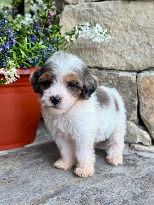 F1B Mini/ Medium Bernedoodle (female) “Sierra Mist”