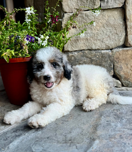 F1B Mini Bernedoodle (female) "Penny”