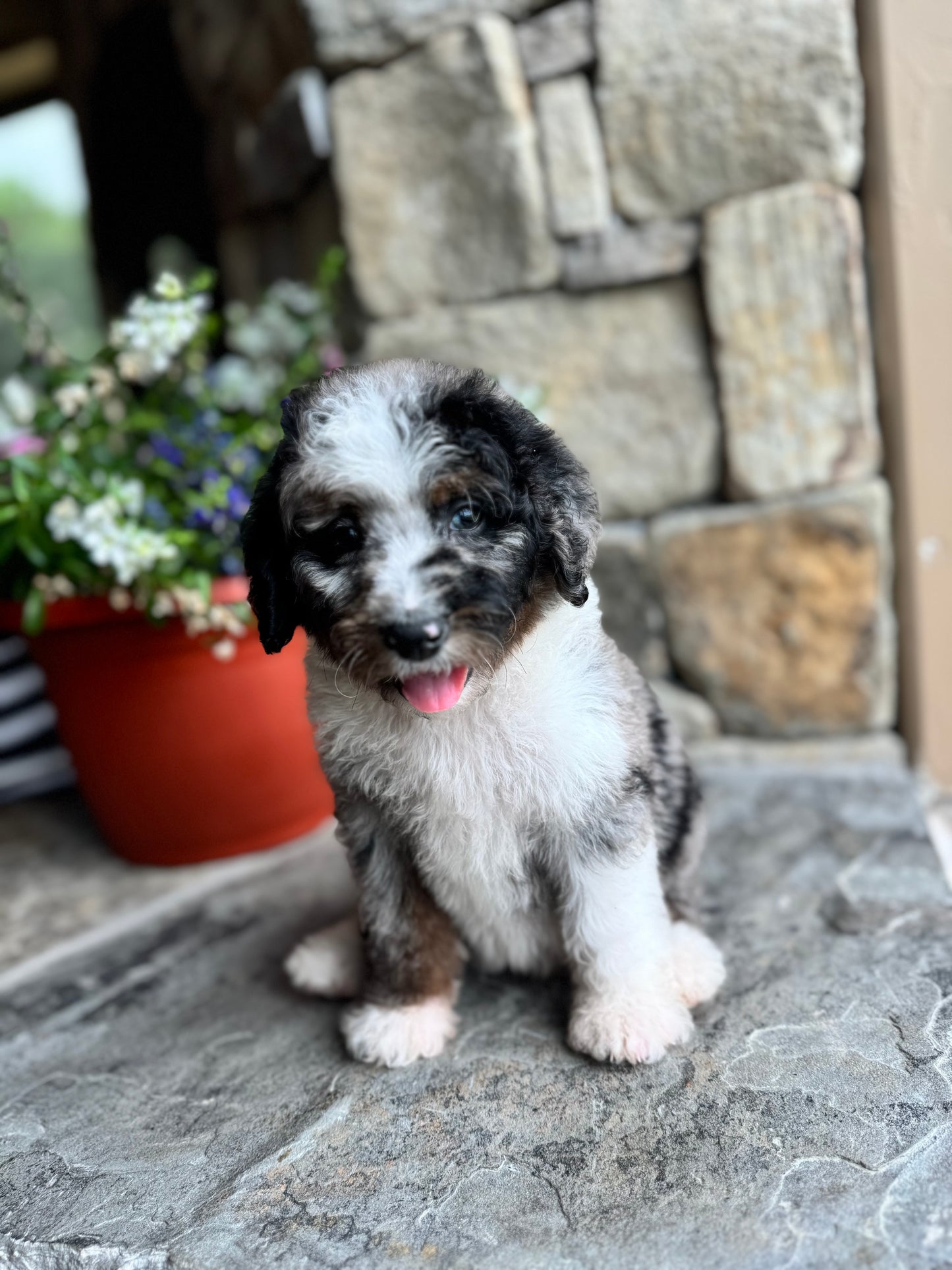 F1B Mini/ Medium Bernedoodle (female) “Coke”