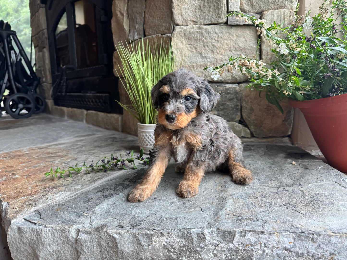 F1B mini Bernedoodle (male) “ Sleepy”