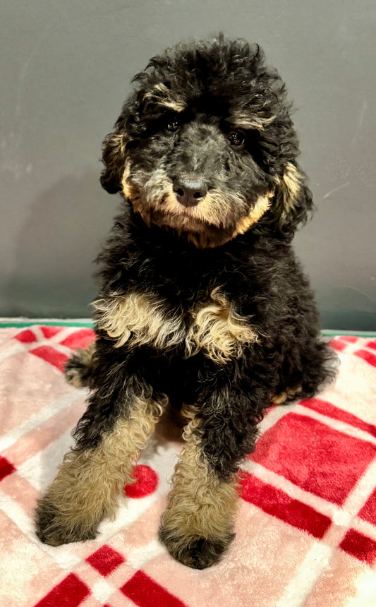 F1B Mini Bernedoodle (male) "Gravy”