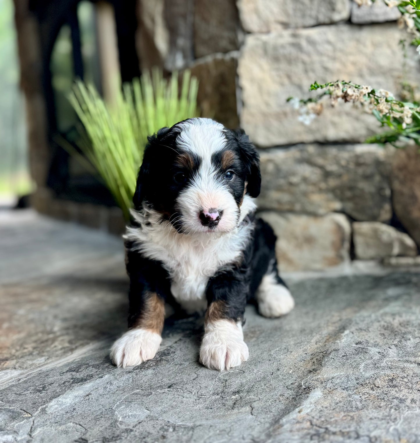 F1 mini  Bernedoodle (male) "Wheat”