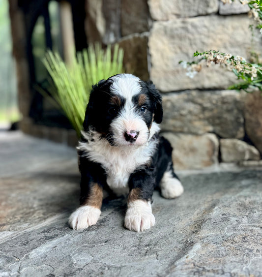 F1 mini  Bernedoodle (male) "Wheat”