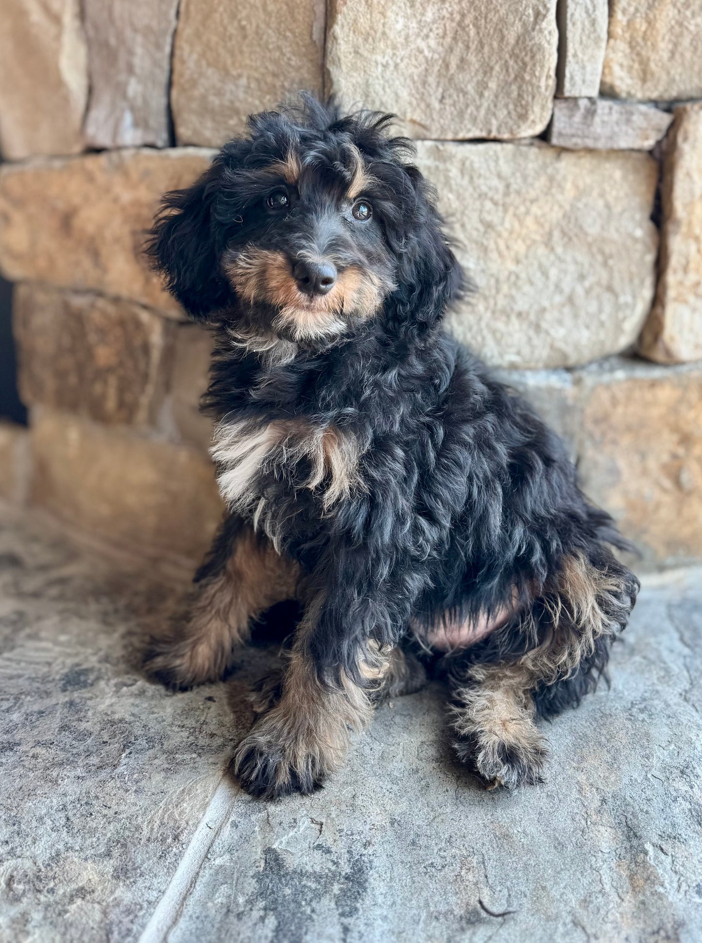 F1B mini Bernedoodle (female) “Queen”