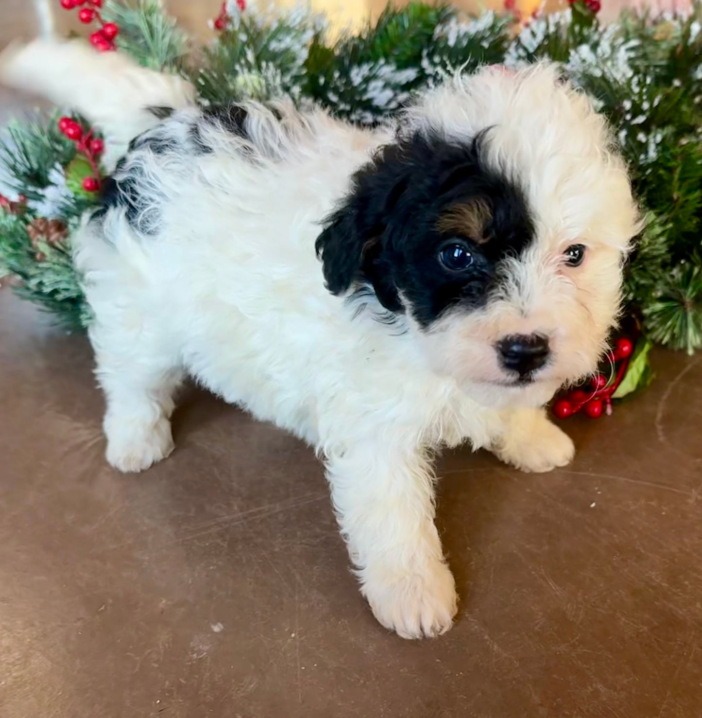 F1B Micro/Mini Bernedoodle (male) "Kevin”