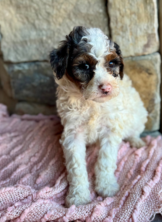 F1BB Micro/Mini Bernedoodle (female) "Bambi”