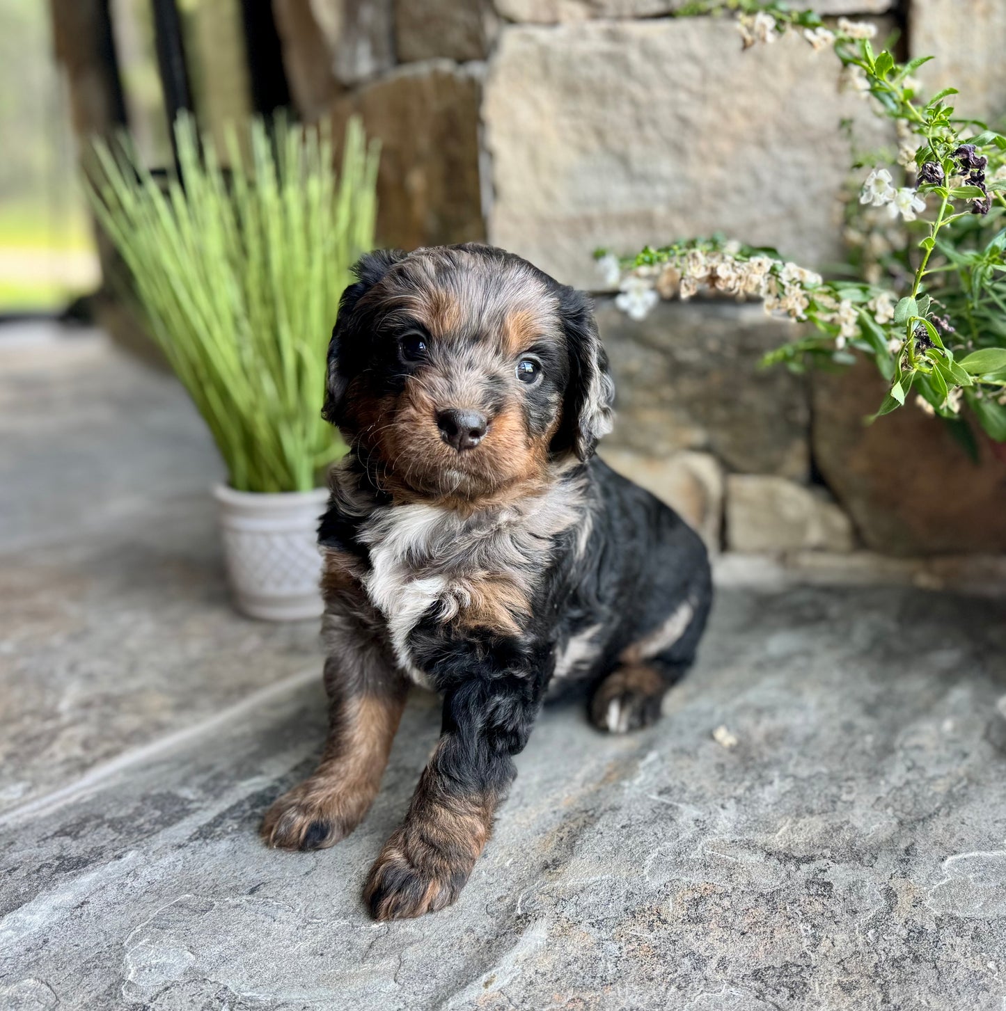 F1 mini  Bernedoodle (female) "Watermelon"