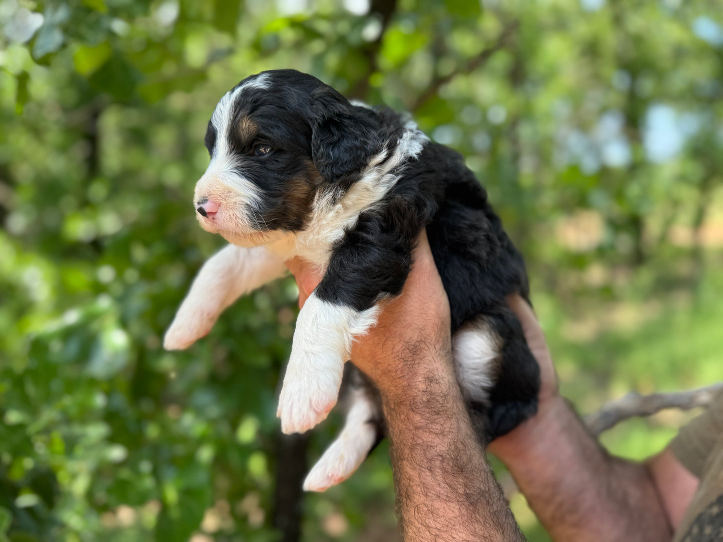 F1 Standard Bernedoodle (male) "black cat"