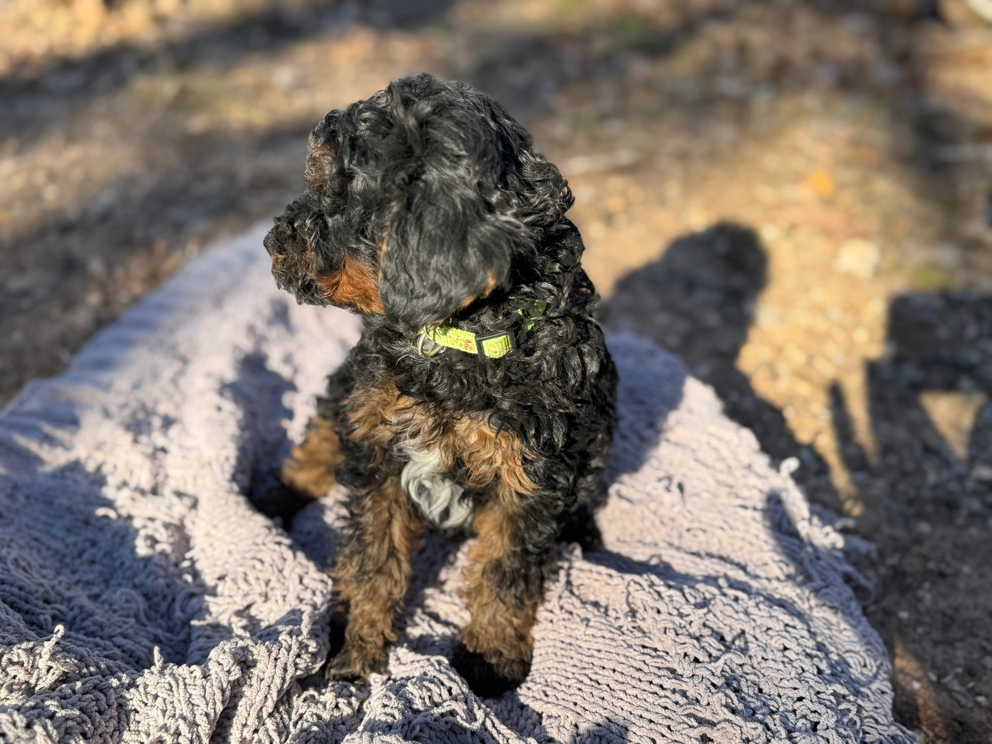 F1bb Micro Bernedoodle (Male) "Grinch"