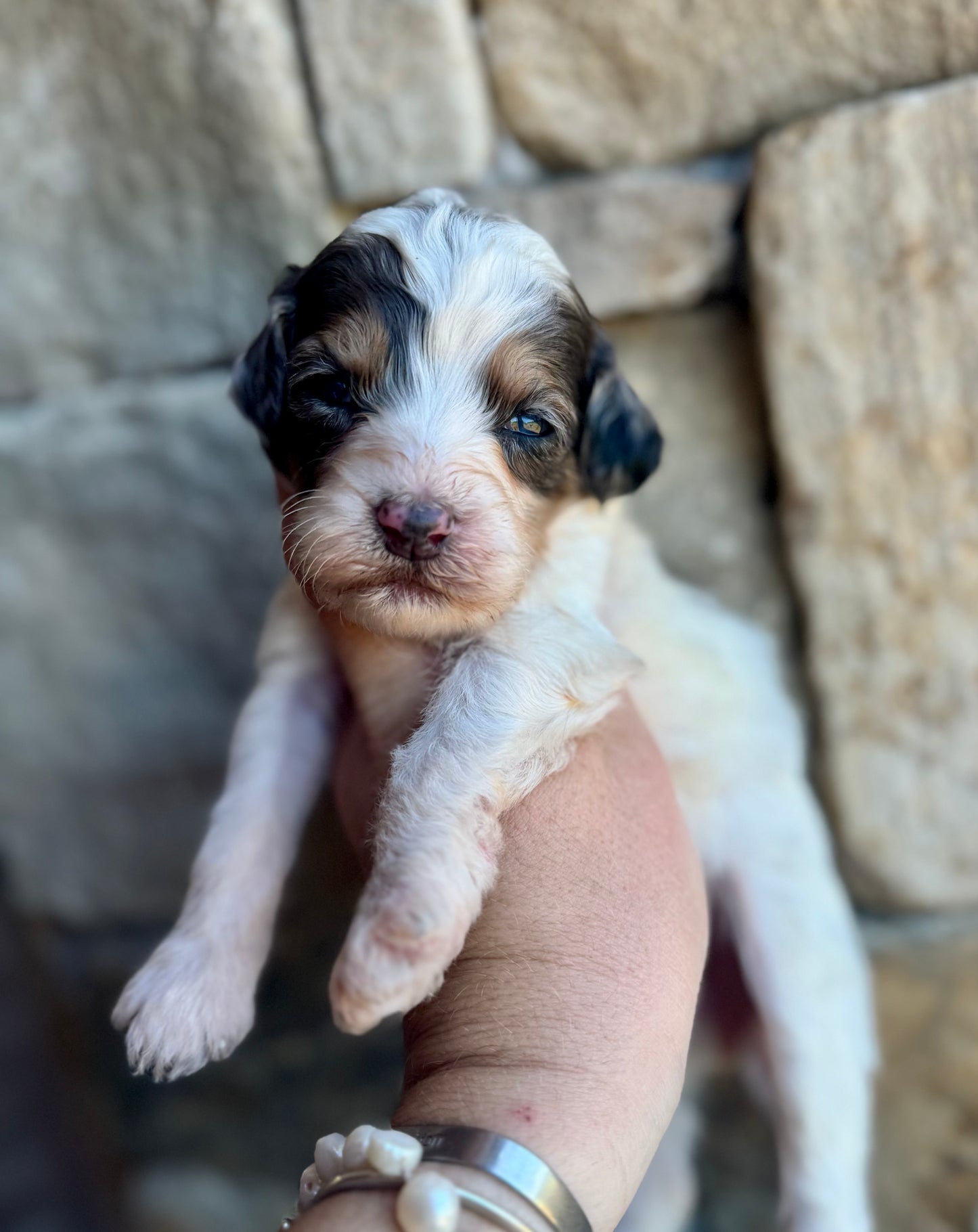 F1B Mini/ Medium Bernedoodle (female) “Sierra Mist”