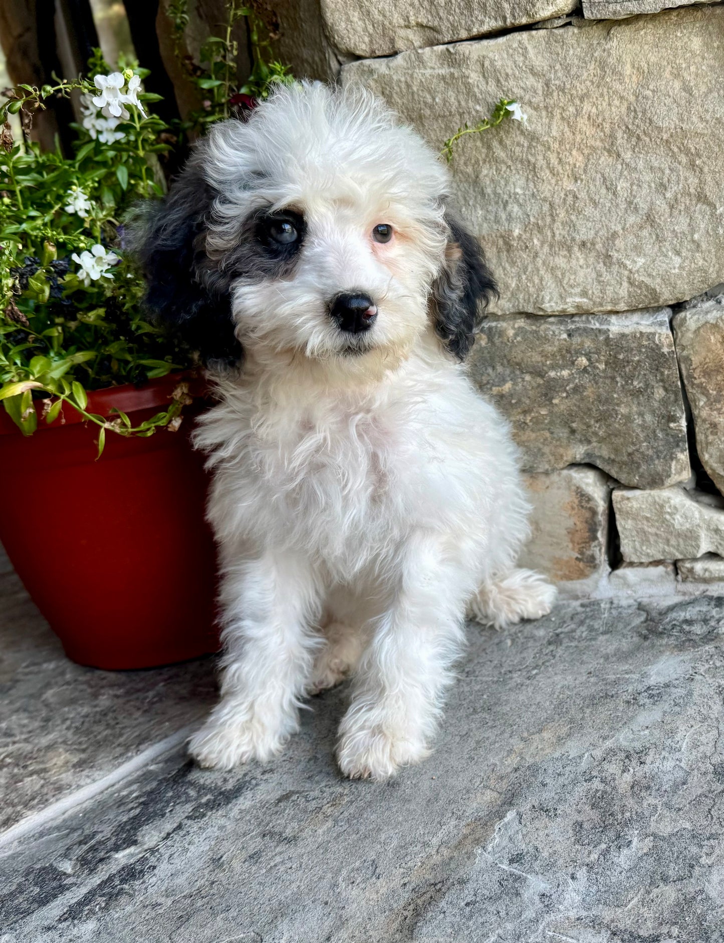 F1B Mini/ Medium Bernedoodle (female) “Sprite”