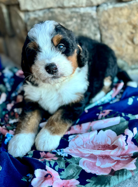 F1 Standard Bernedoodle (male) “Jack”