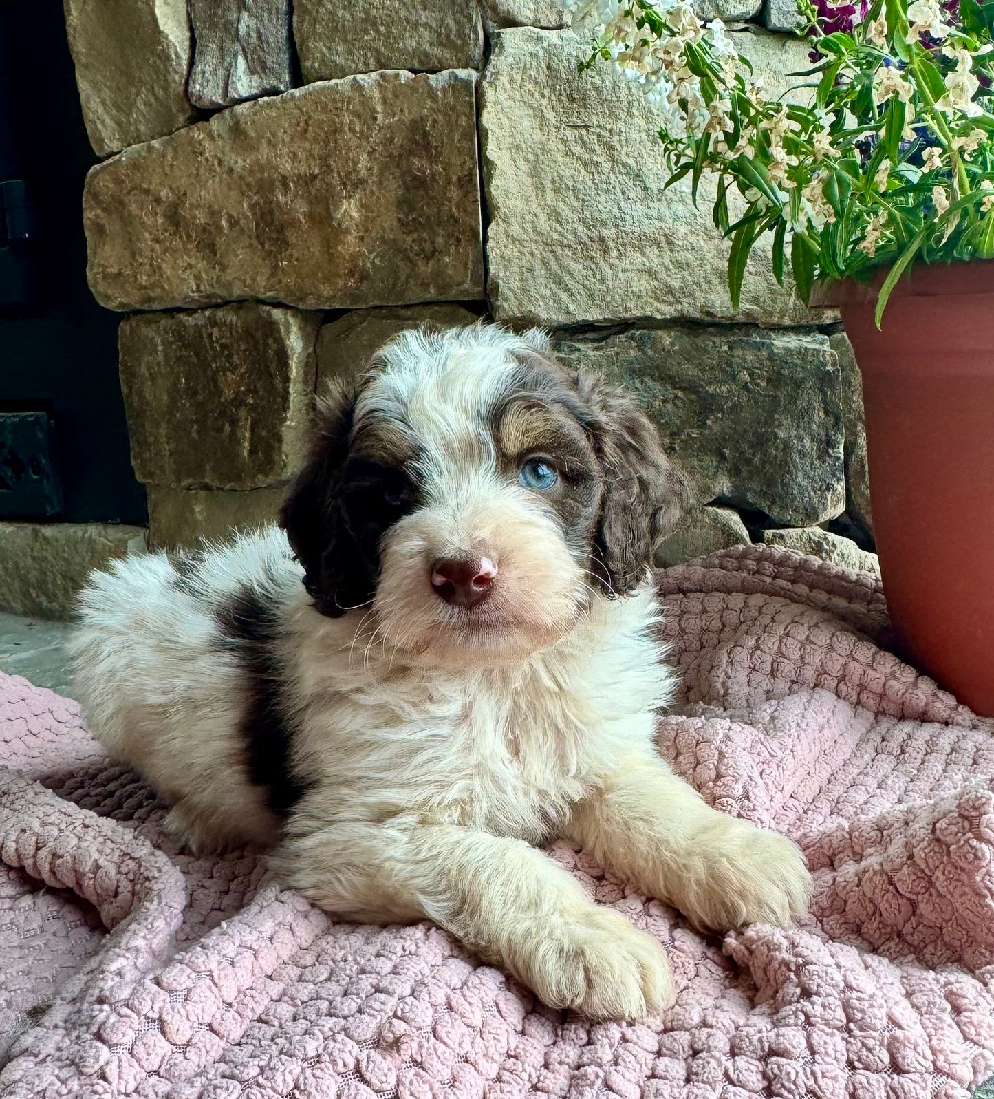 F1B Mini/ Medium Bernedoodle (male) “Diet Coke”