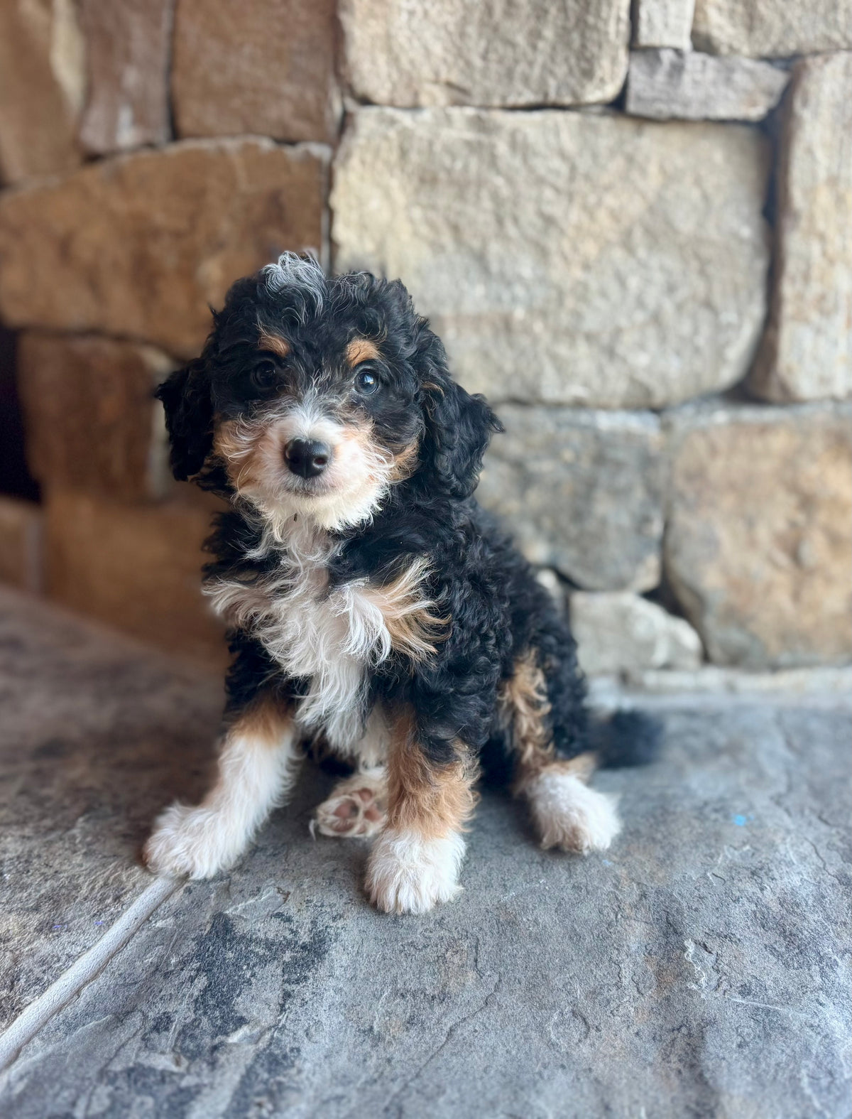 F1B Micro/Mini Bernedoodle (male) “Francis”