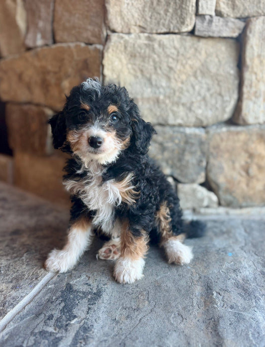 F1B Micro/Mini Bernedoodle (male) “Francis”