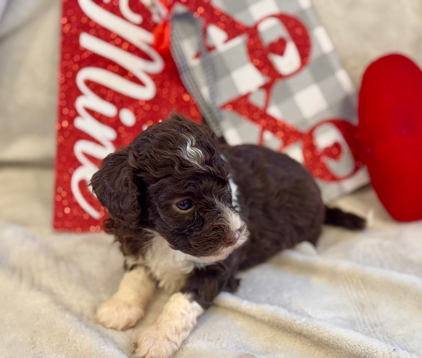 Micro Multigen Bernedoodle (female) "phoebe"