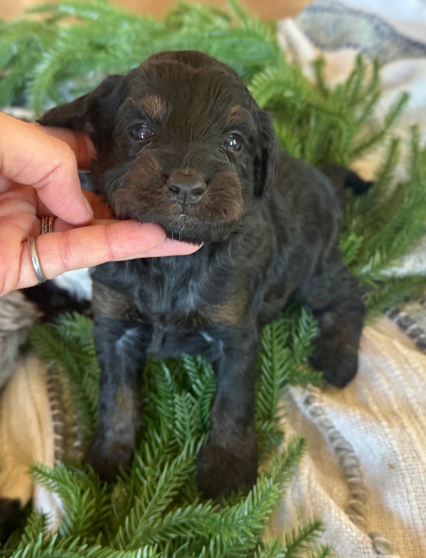 F1B Micro/Mini Bernedoodle (male) "Harry”