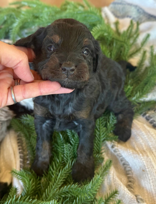 F1B Micro/Mini Bernedoodle (male) "Harry”