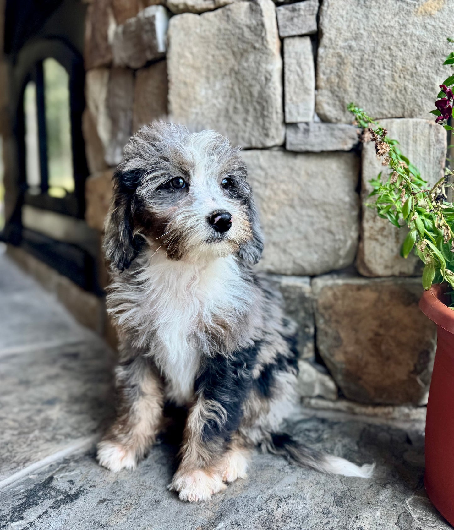 F1B Mini/ Medium Bernedoodle (female) “Rc Cola”