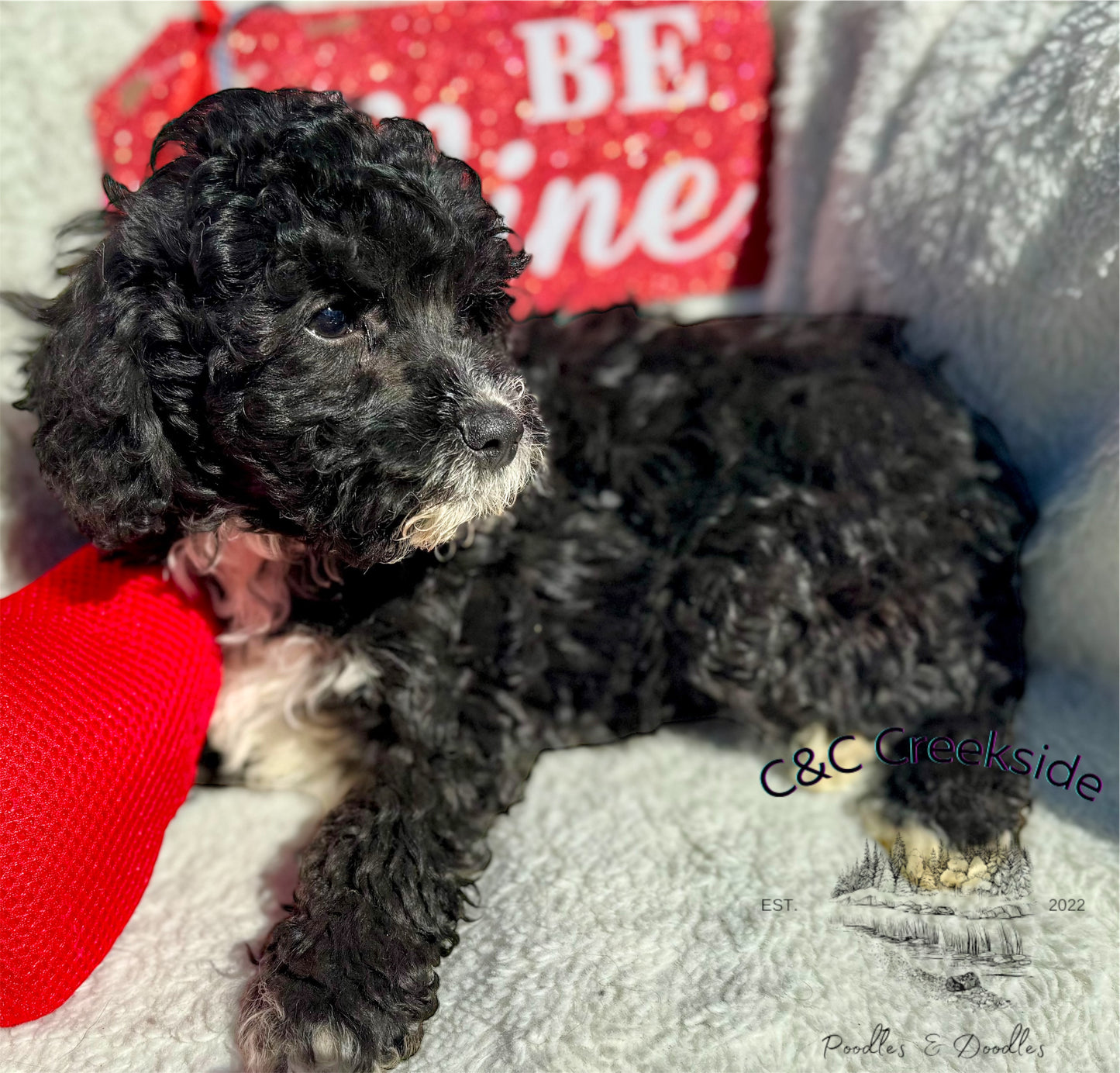 Micro Multigen Bernedoodle (male) "Ross”