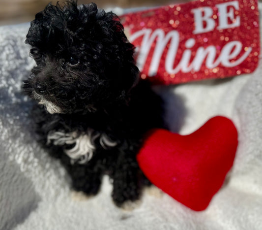 Micro Multigen Bernedoodle (male) "Joey”