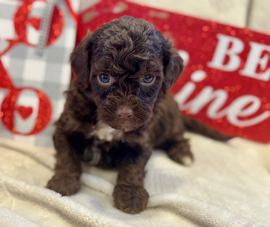 Micro Multigen Bernedoodle (female) "monica"