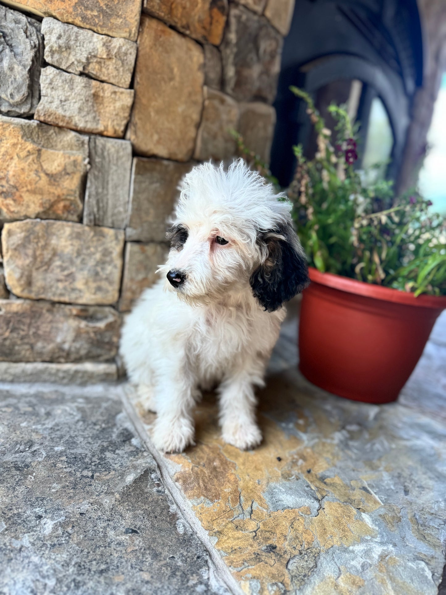 F1B Mini/ Medium Bernedoodle (female) “Sprite”