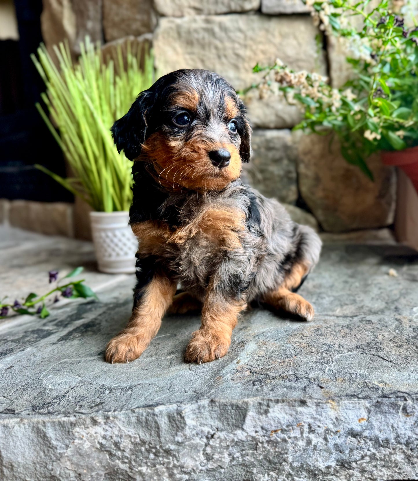F1B mini Bernedoodle (female) “Grumpy”