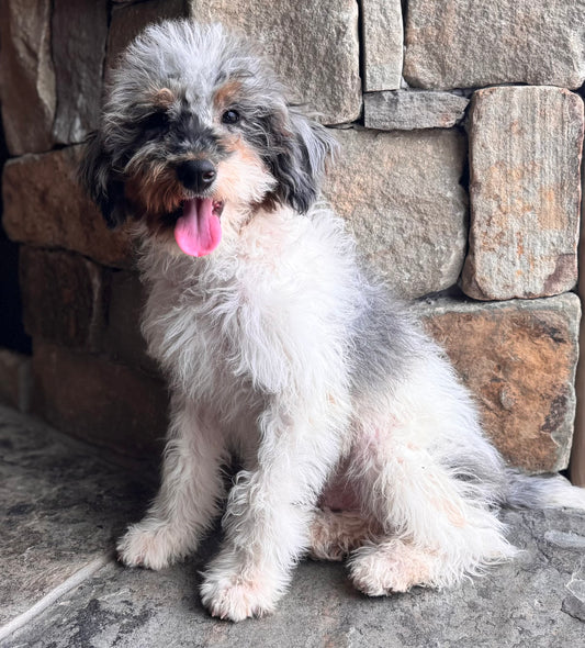 F1B mini Bernedoodle (male) “ Bashful”