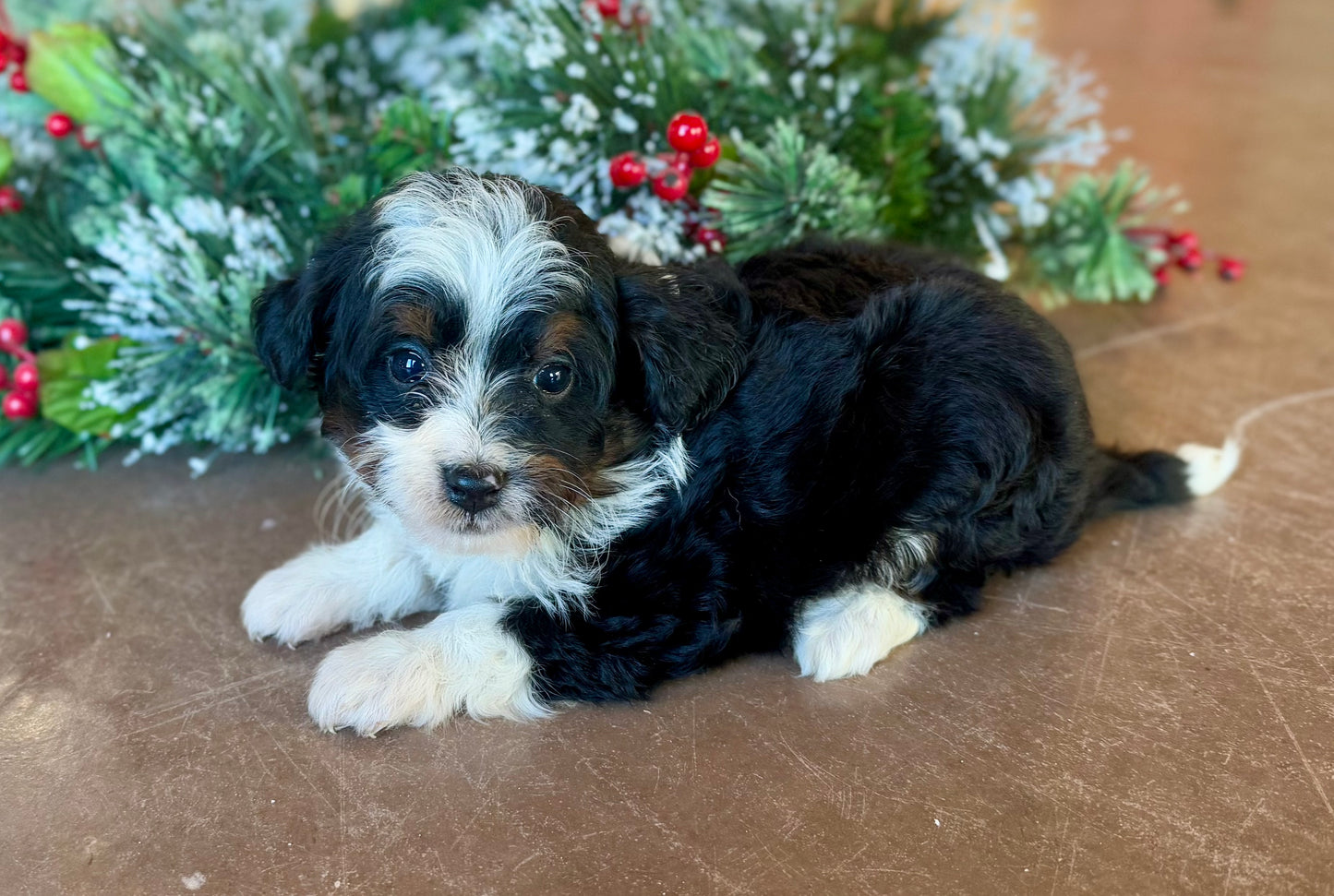 F1B Micro/Mini Bernedoodle (female) "Linnie”