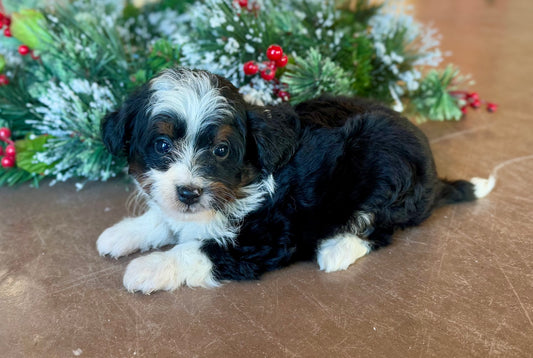 F1B Micro/Mini Bernedoodle (female) "Linnie”