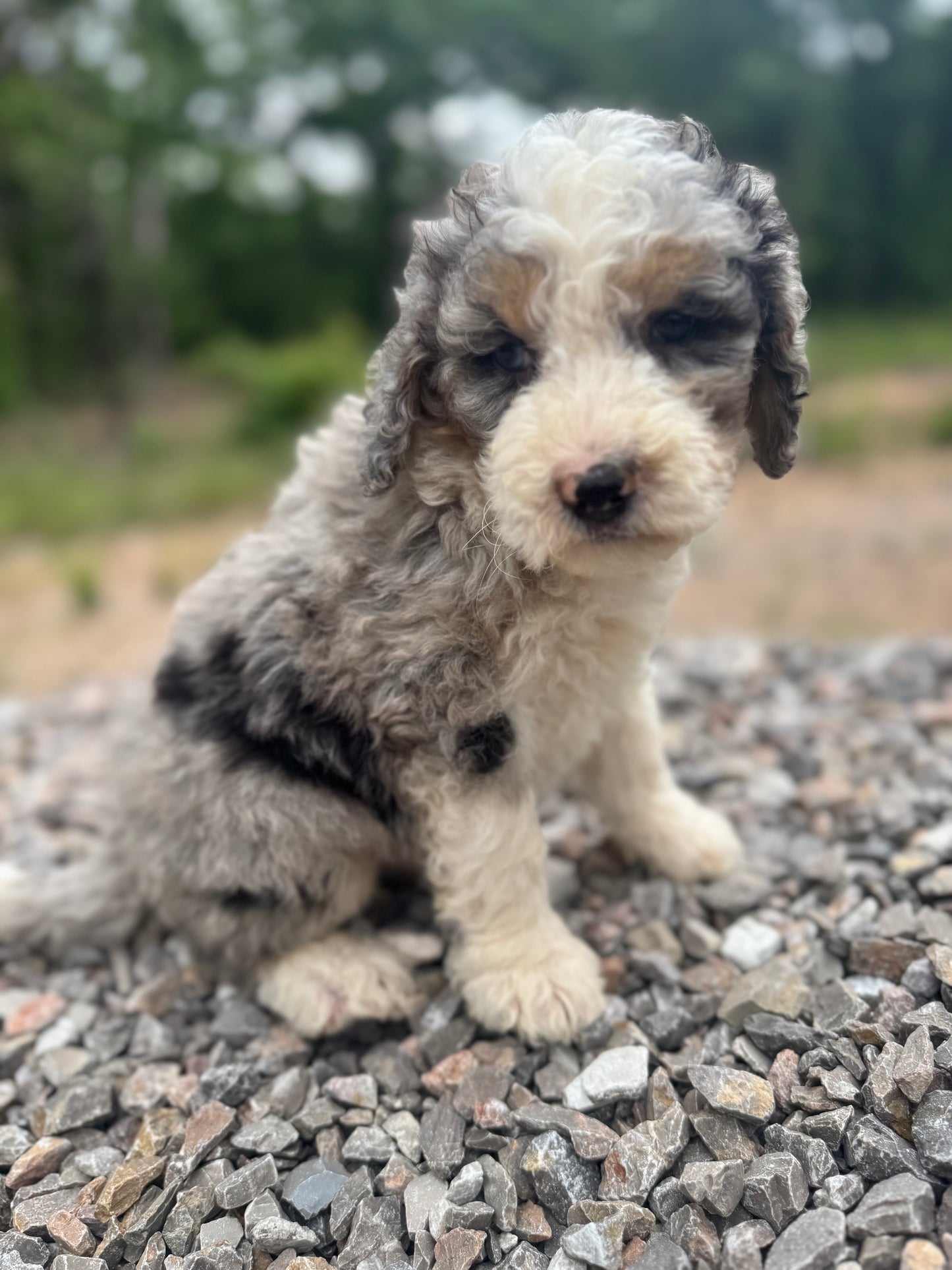 F1B Medium Bernedoodle (male) "Cobra Bubbles ”