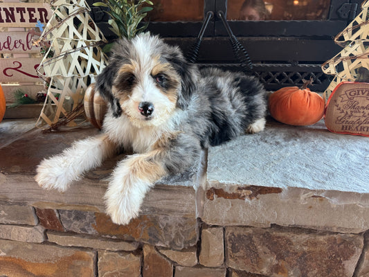 F1 Medium/Standard Bernedoodle (female) “Liesl”