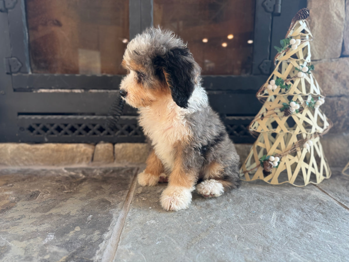 F1 Standard Bernedoodle (male) “Captain Von Trapp”