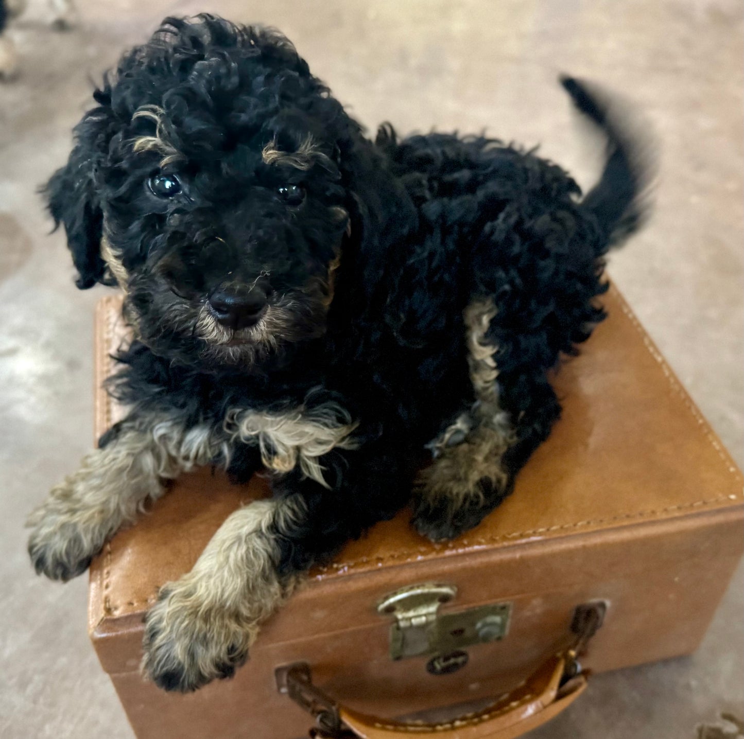 F1B Mini Bernedoodle (male) "Gravy”