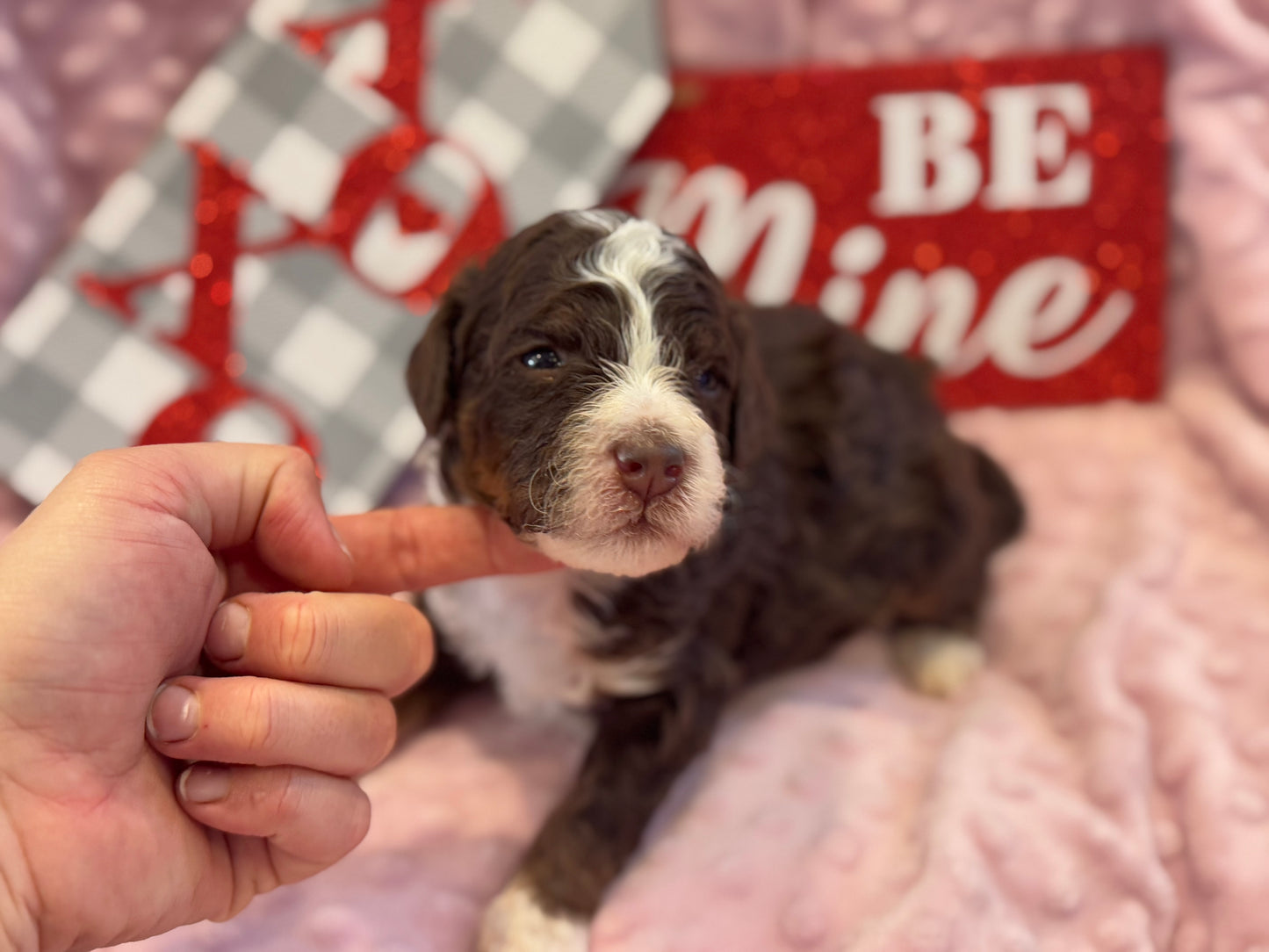 F1bb Micro Bernedoodle (male) "John Dutton”