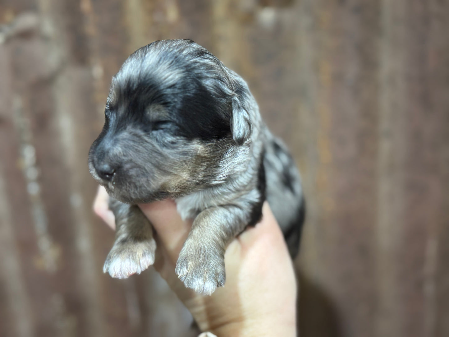 F1b Mini Bernedoodle (male) "Dean”