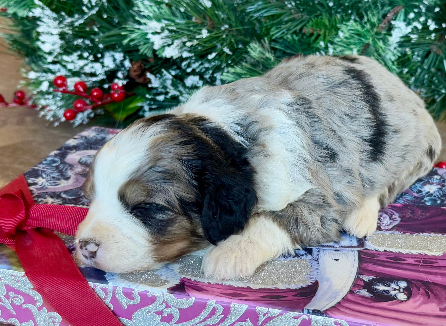 F1 Standard Bernedoodle (female) "Daisy”