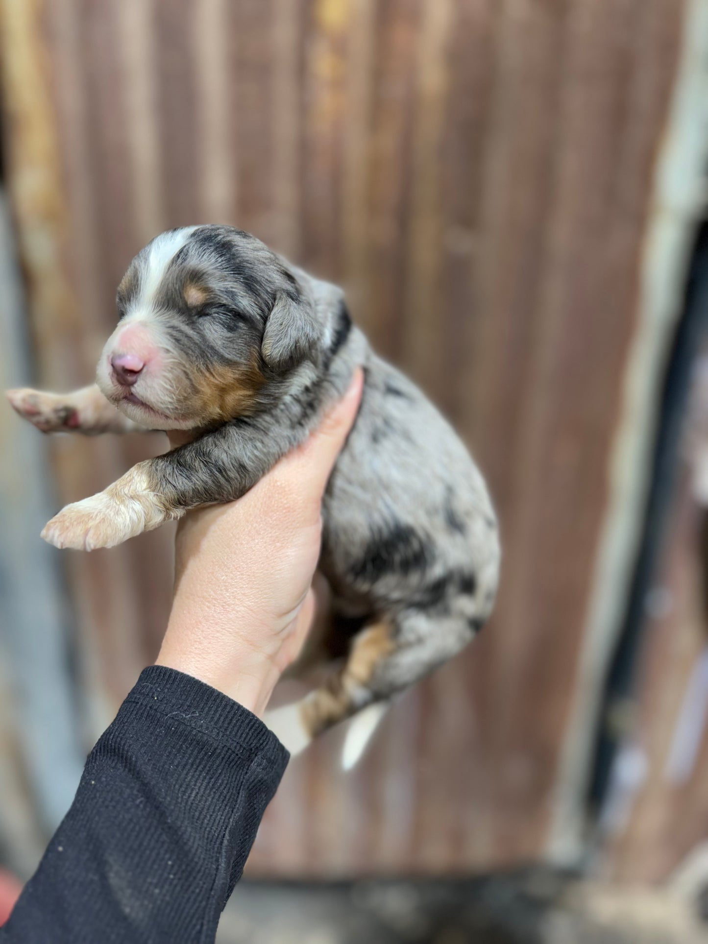 F1 Mini/medium Bernedoodle (male) "Spirit"