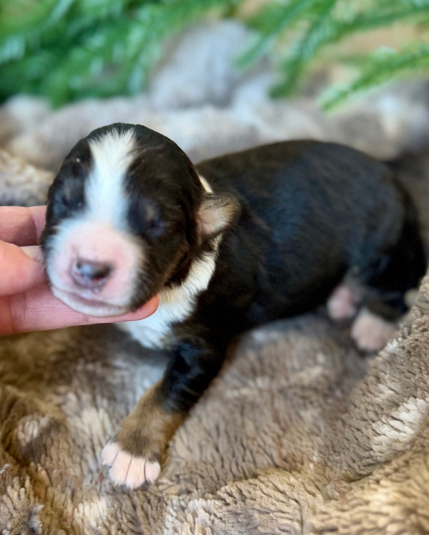 F1 Standard Bernedoodle (male) “Donald Duck”