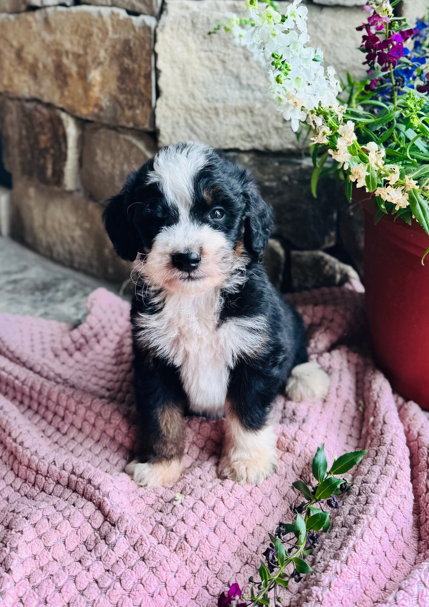 F1B Mini/ Medium Bernedoodle (male) “Pepsi”
