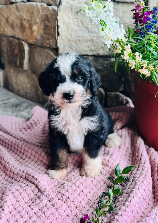 F1B Mini/ Medium Bernedoodle (male) “Pepsi”