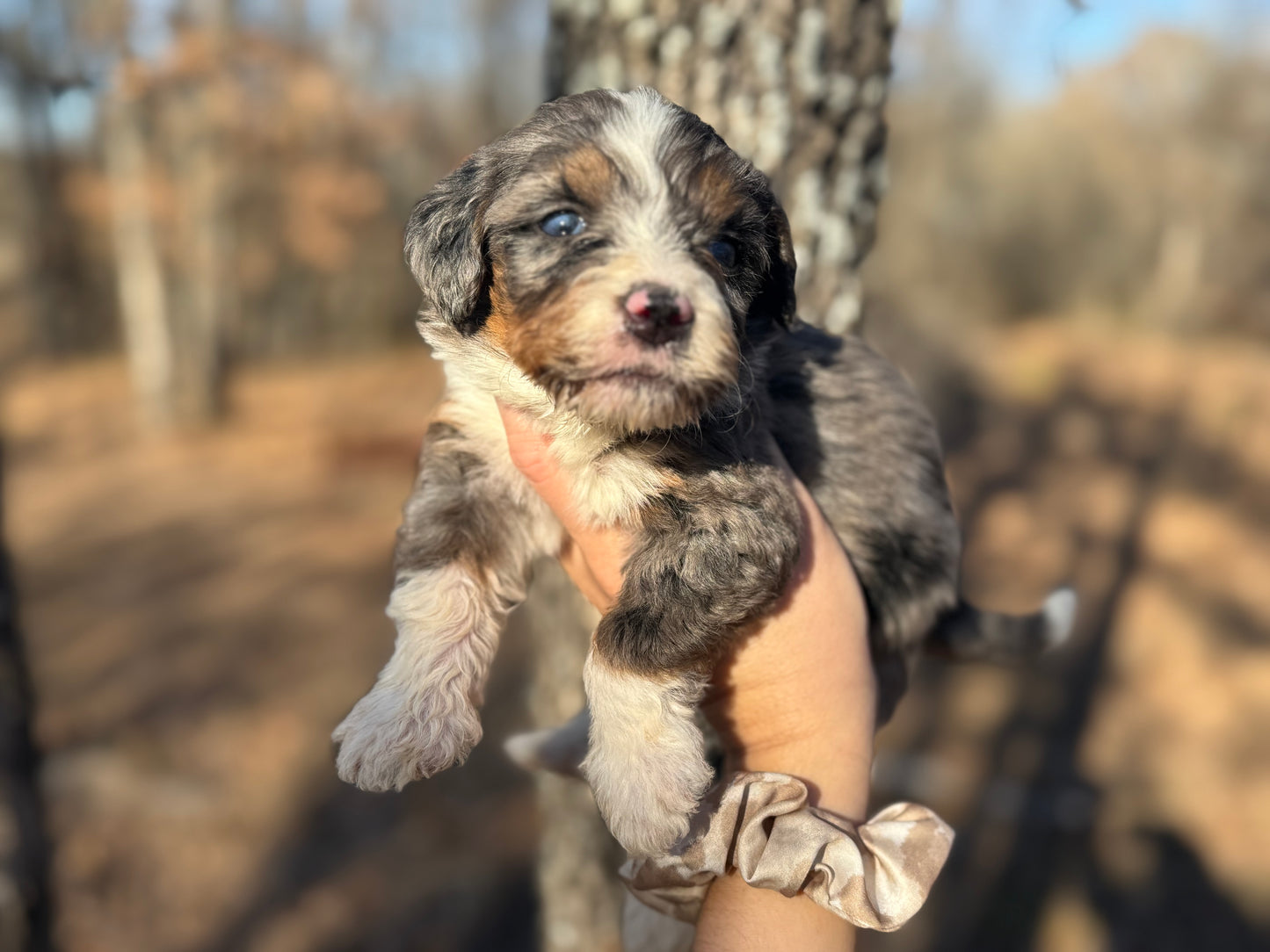 F1 Mini/medium Bernedoodle (male) "Spirit"