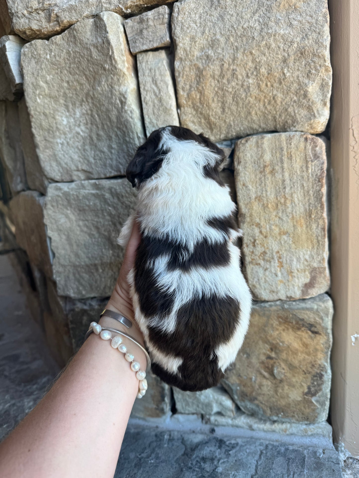 F1B Mini/ Medium Bernedoodle (male) “Diet Coke”