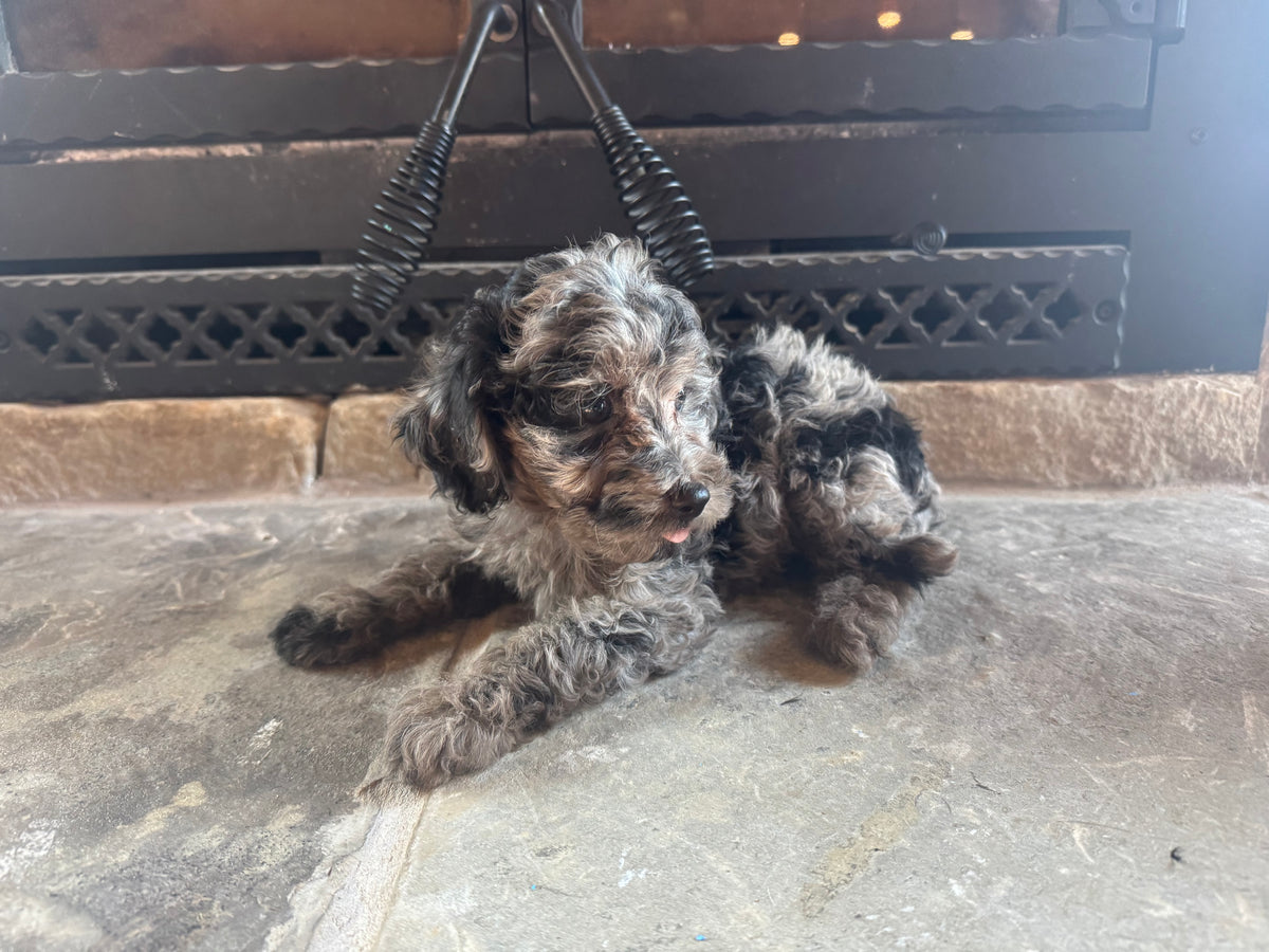 Micro/Mini Bernedoodle (female) “Sandy”
