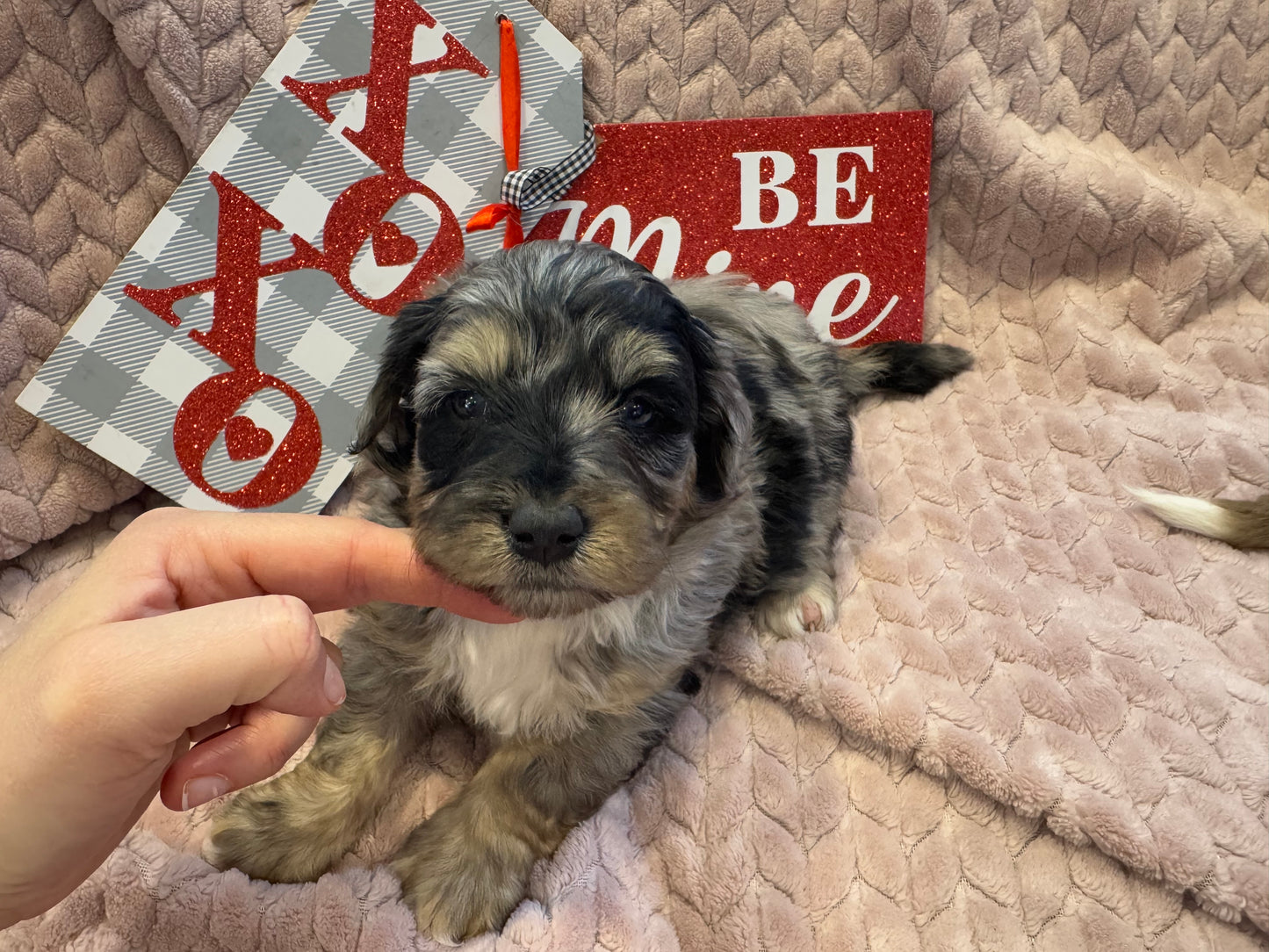 F1b Mini Bernedoodle (male) "Dean”