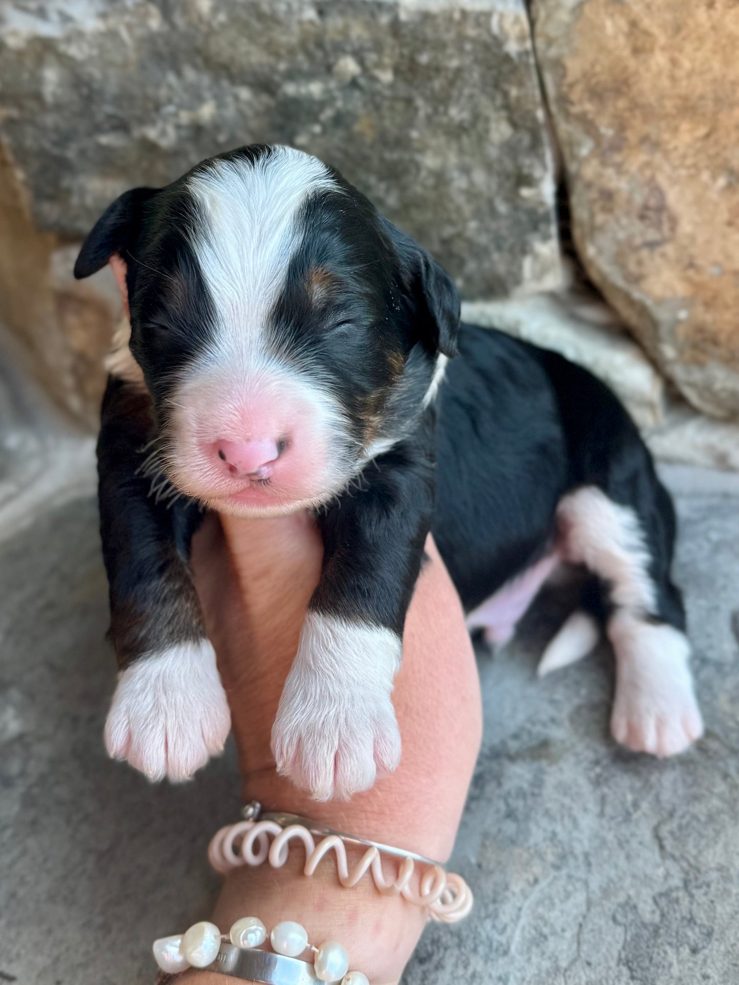F1 mini  Bernedoodle (male) "Wheat”