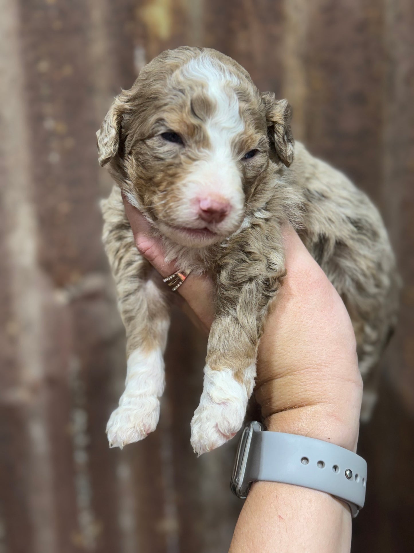 F1B Medium Bernedoodle (male) "Captain Gantu ”