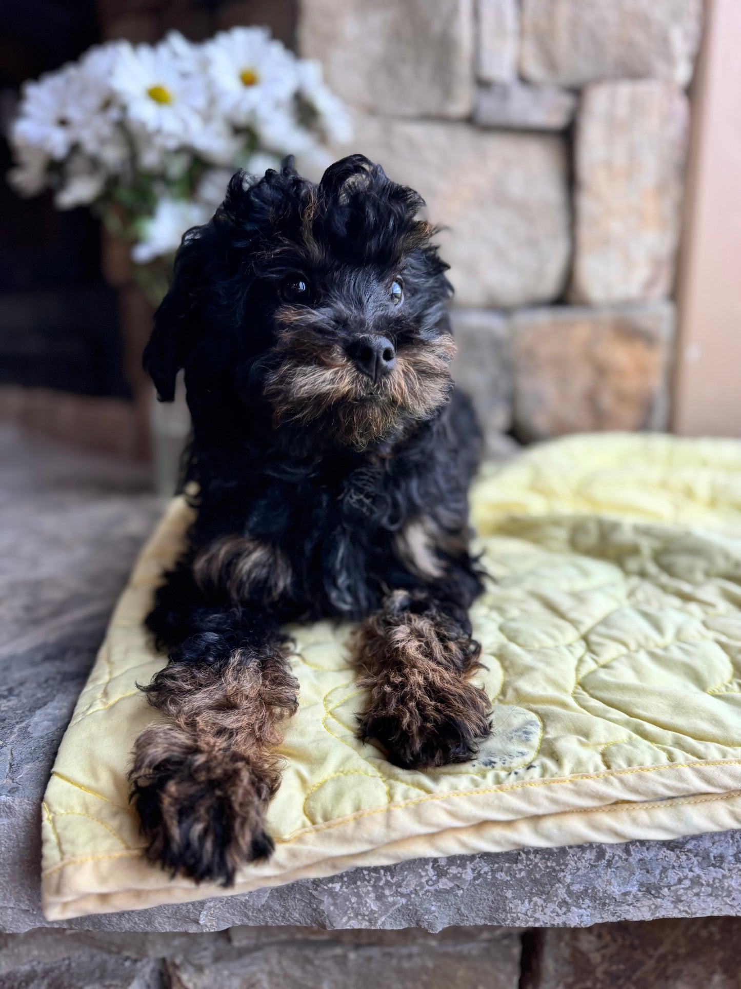 Micro/Mini Bernedoodle (female) "Mrs. Rabbit”